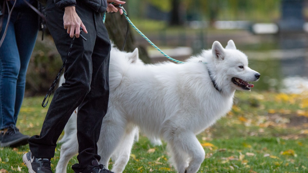 リードで犬を散歩させる様子(収入シミュレーションのイメージ)