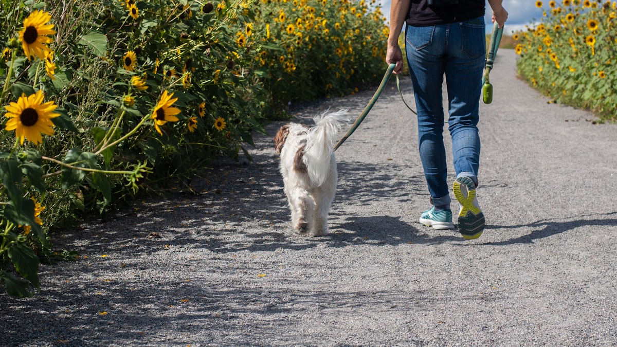 犬と一緒に道を歩く男性(副業イメージ)